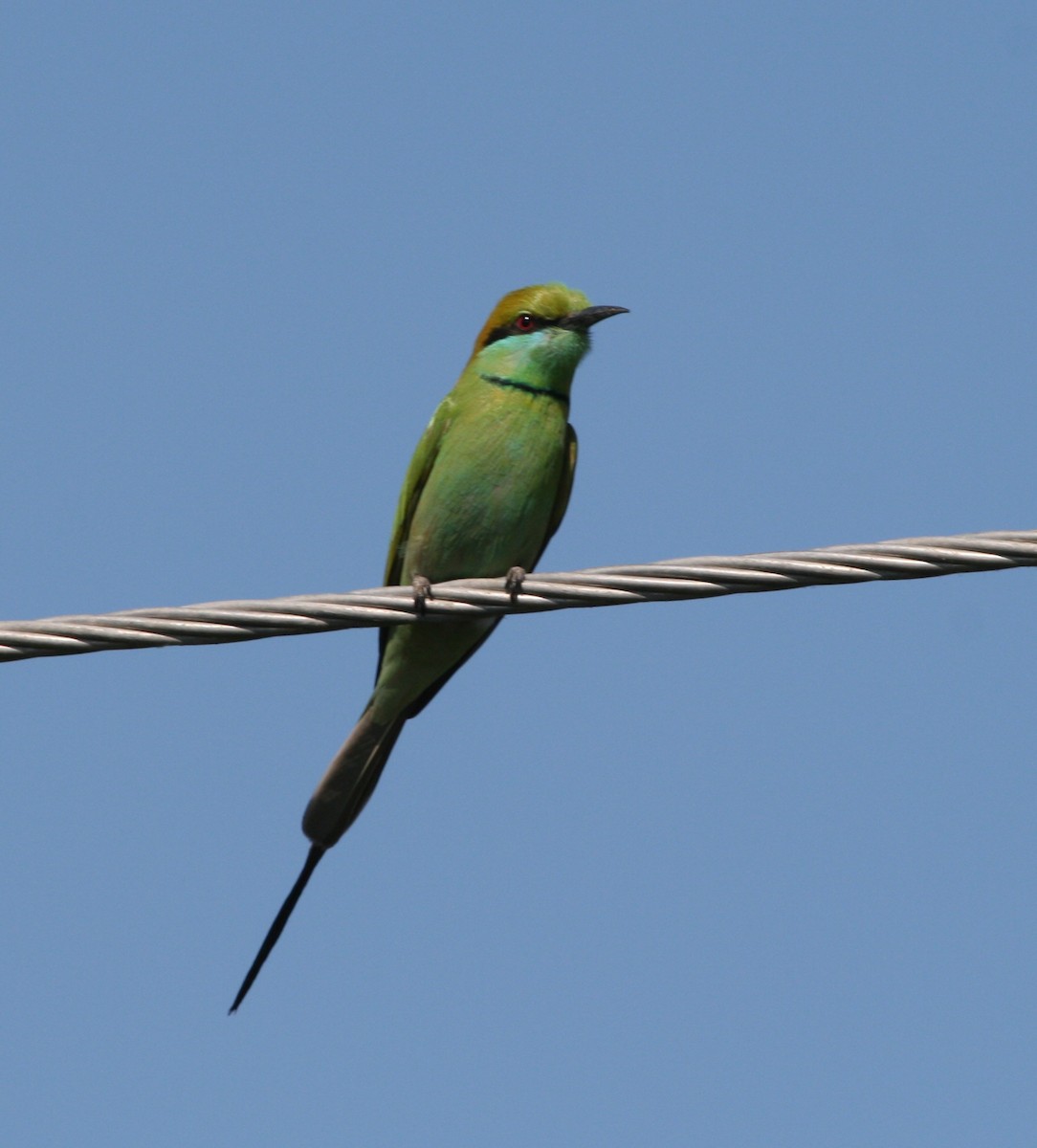 Asian Green Bee-eater - ML21105331