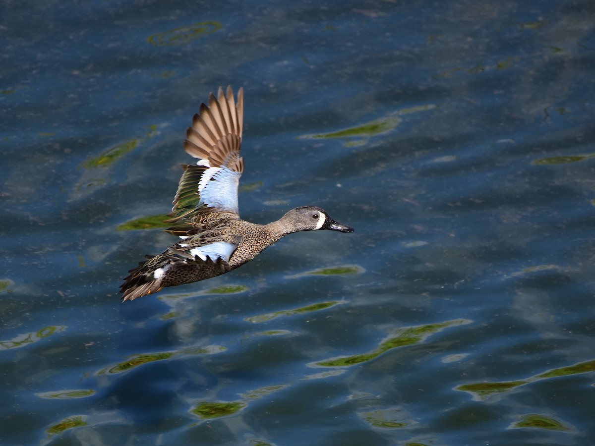 Blue-winged Teal - ML211054301