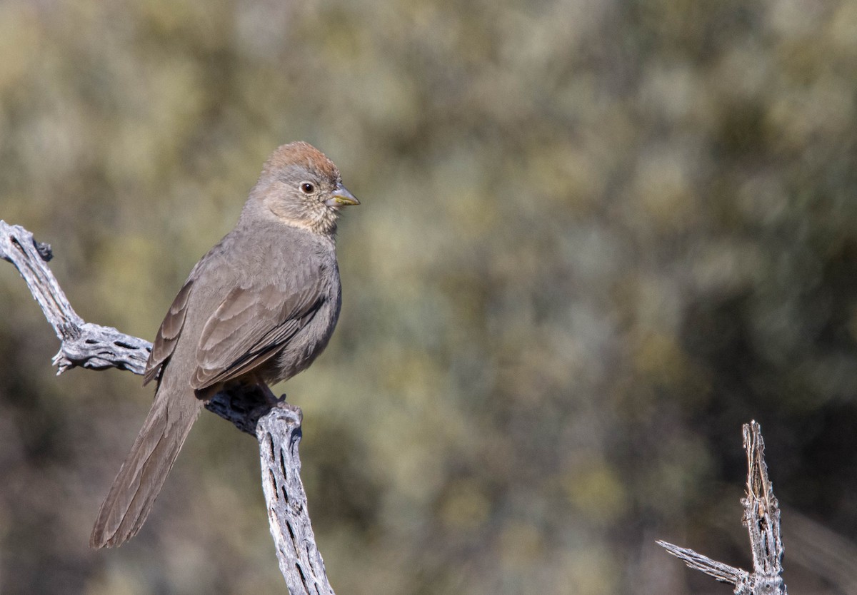 Canyon Towhee - Kevin Vande Vusse