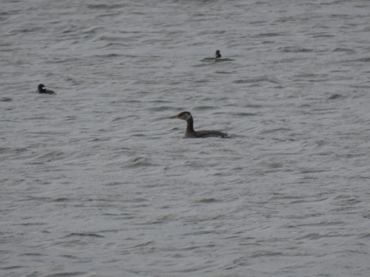 Red-necked Grebe - ML211057061