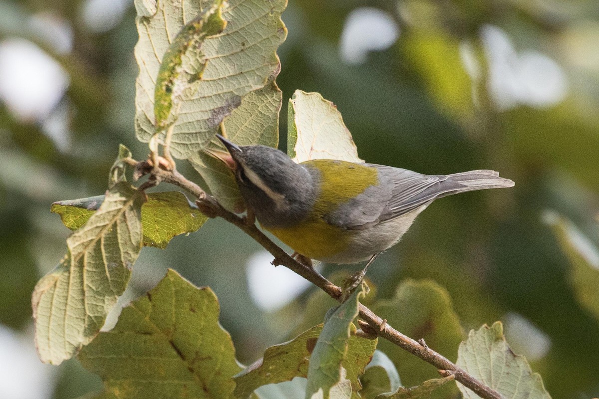 Crescent-chested Warbler - ML211058621