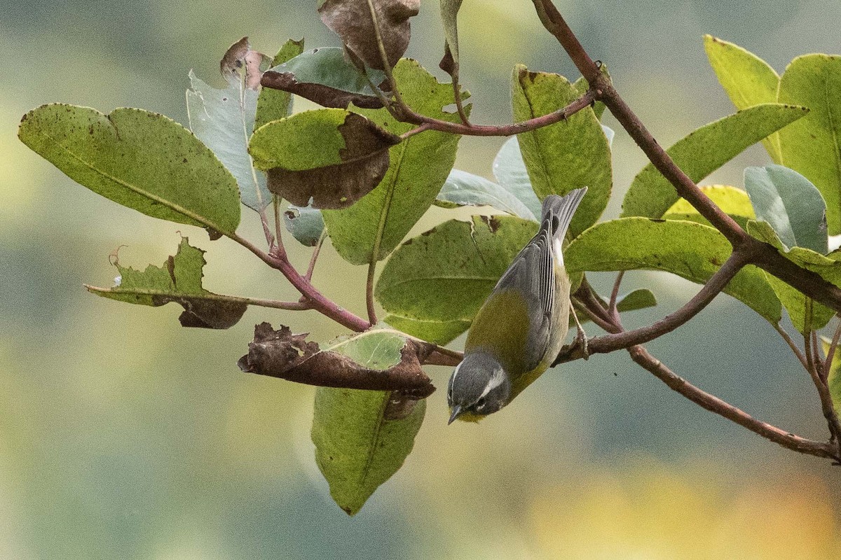 Crescent-chested Warbler - ML211063511