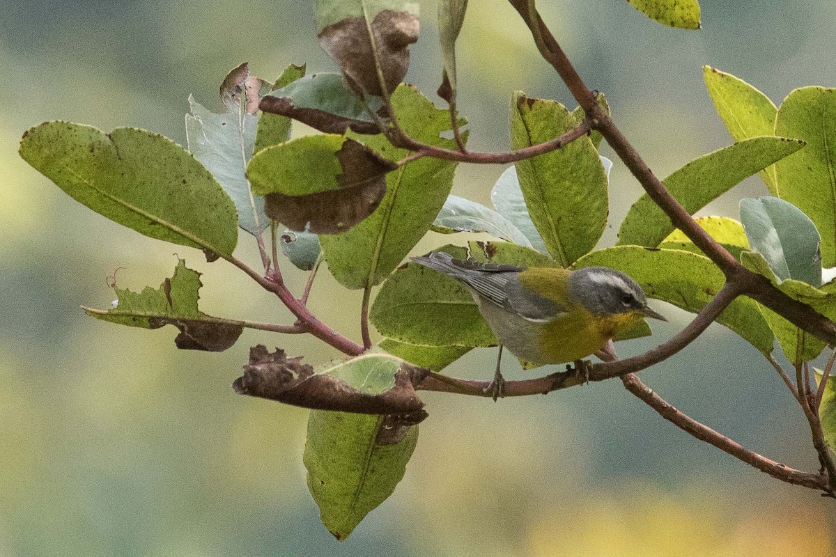 Crescent-chested Warbler - ML211063541
