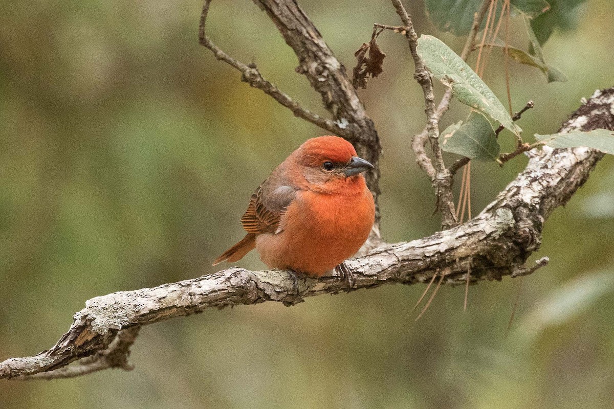 Hepatic Tanager - ML211065631