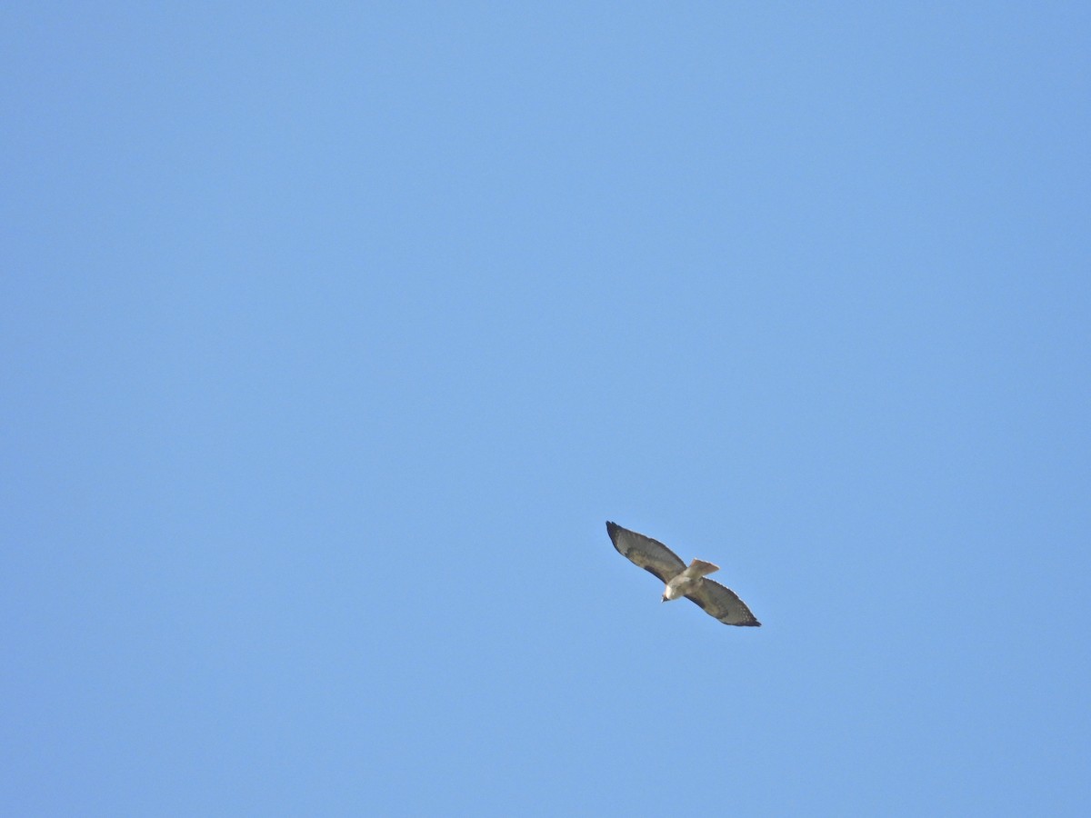 Red-tailed Hawk - ML211068331