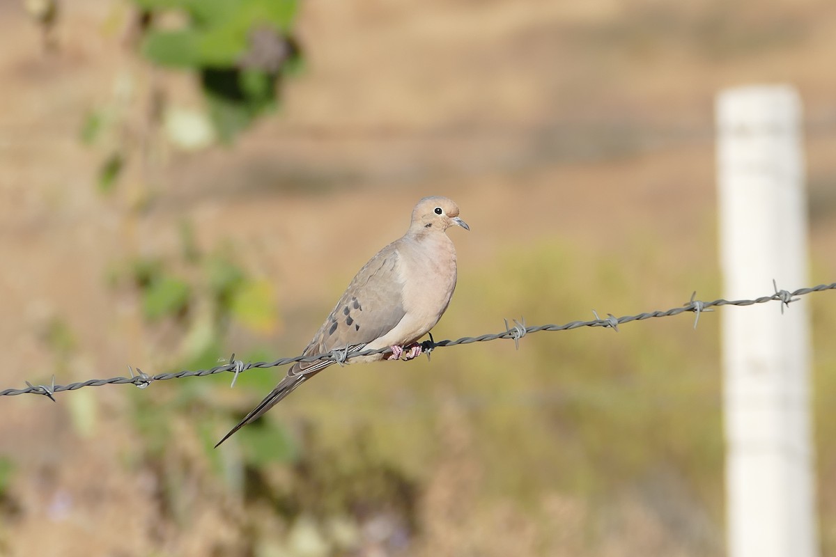 Mourning Dove - Robert Auger