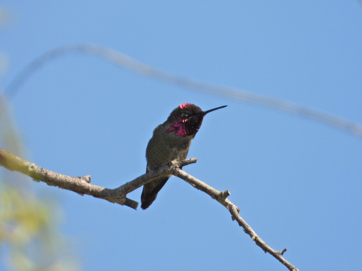 Anna's Hummingbird - ML211071171