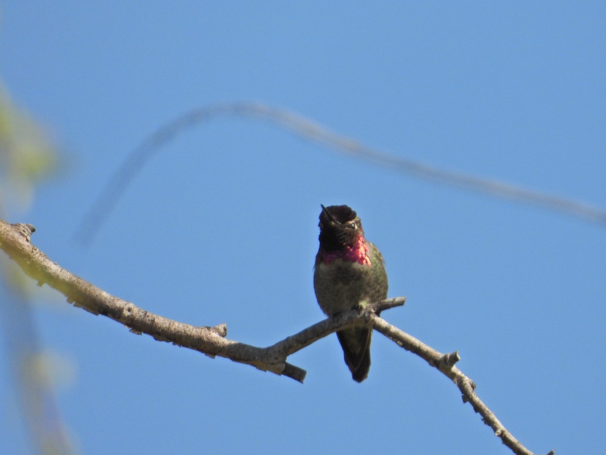 Anna's Hummingbird - ML211071181