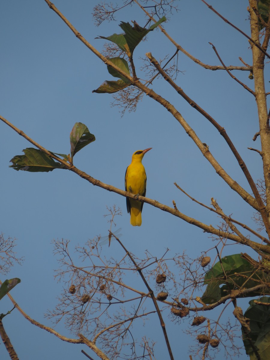 Indian Golden Oriole - ML211072141