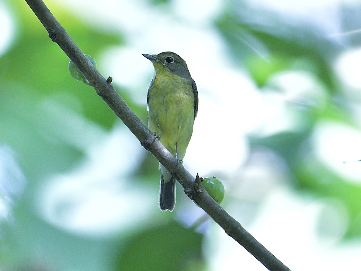 ML211072841 - Green-backed Flycatcher - Macaulay Library