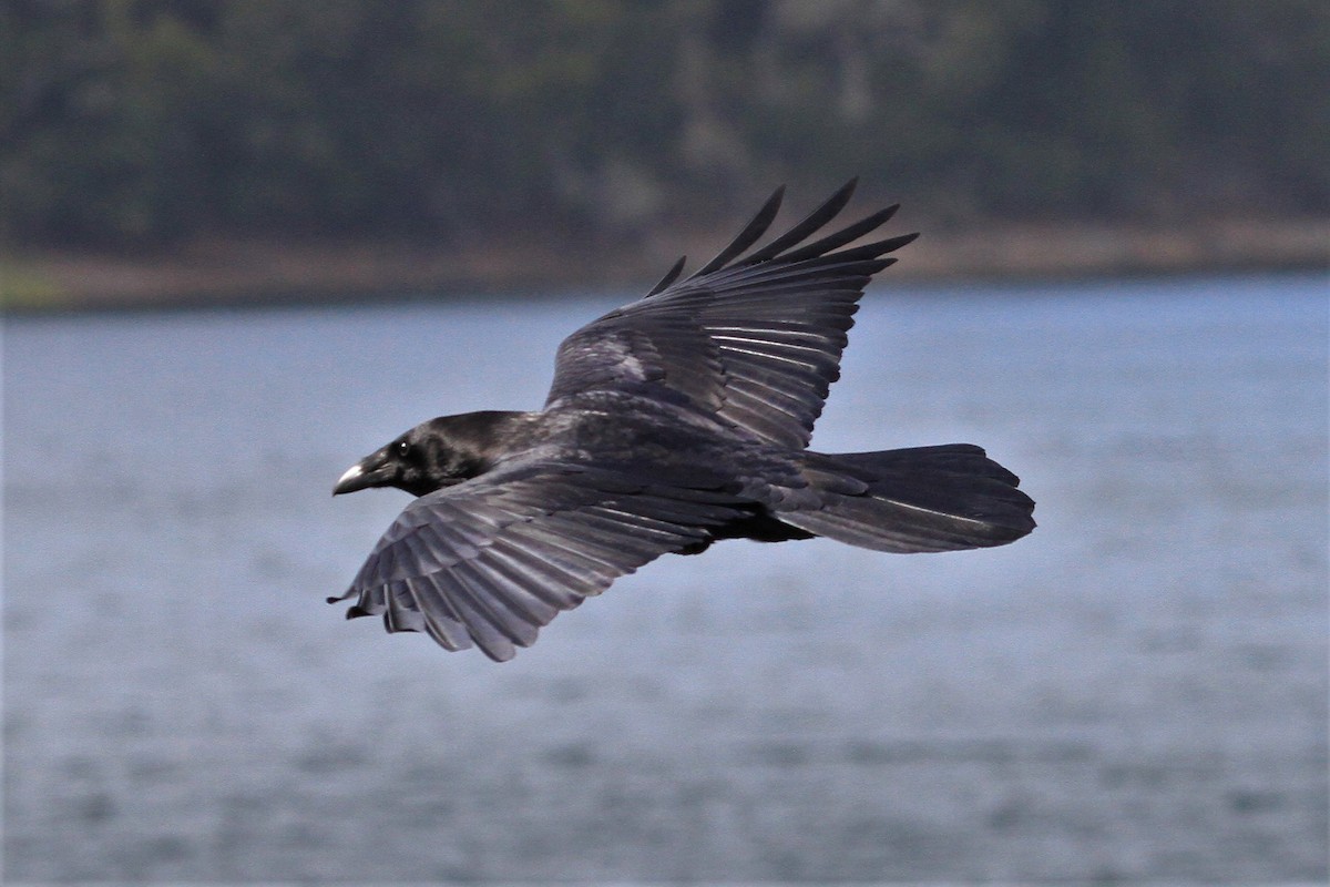 Common Raven - ML211074011