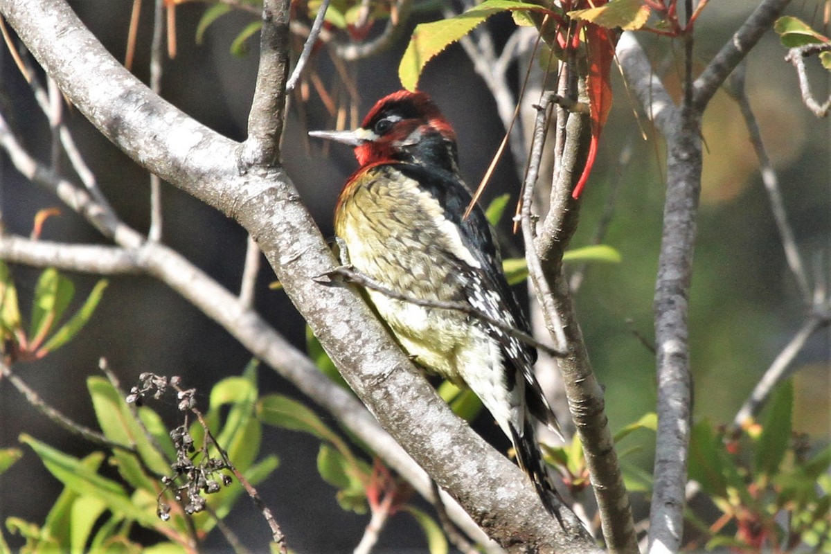 Red-breasted Sapsucker - Kent Forward