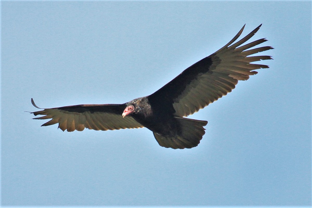 Turkey Vulture - ML211074691