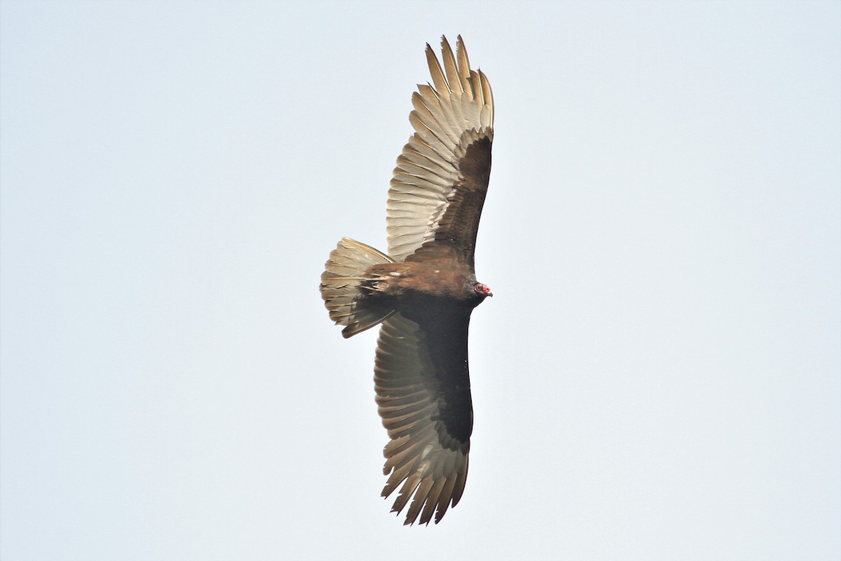 Turkey Vulture - ML211074741