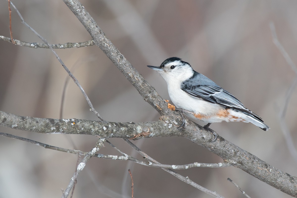 White-breasted Nuthatch - ML211079481
