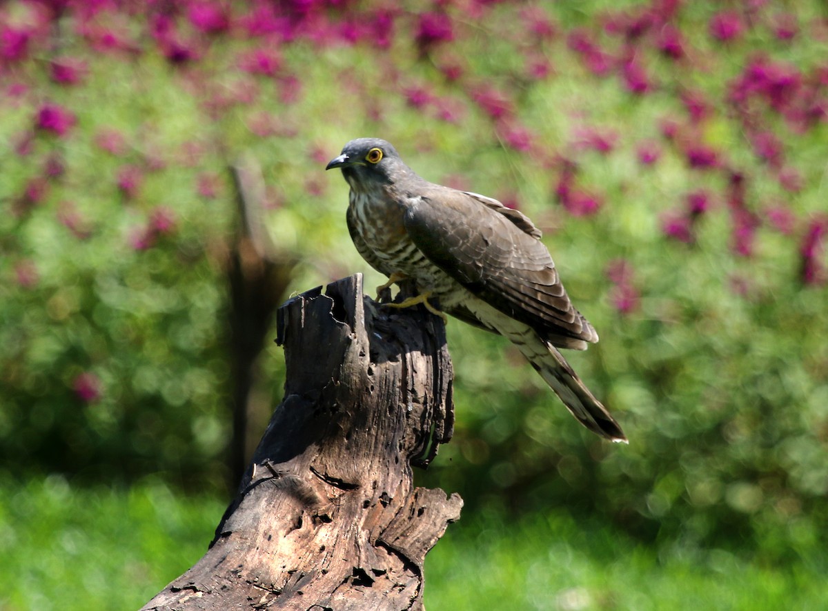 Large Hawk-Cuckoo - Stuart Kelly