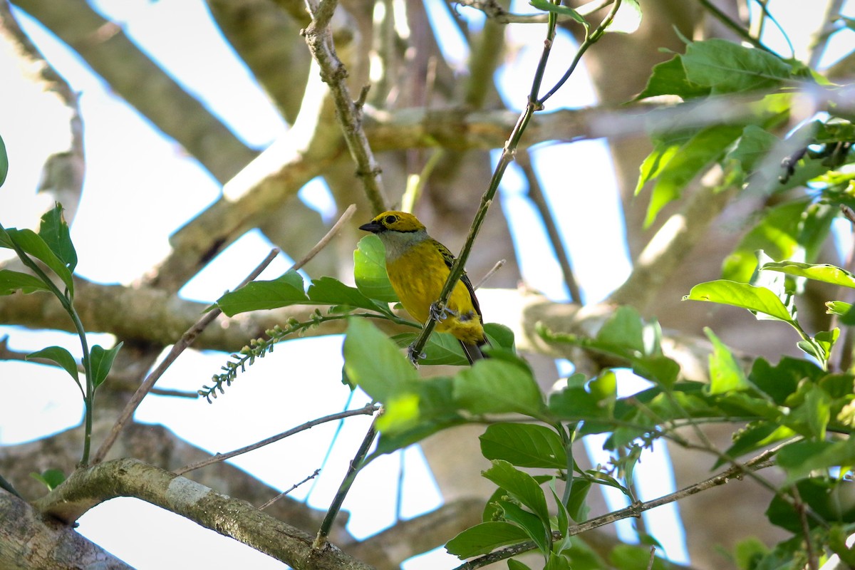 Silver-throated Tanager - David Garrigues