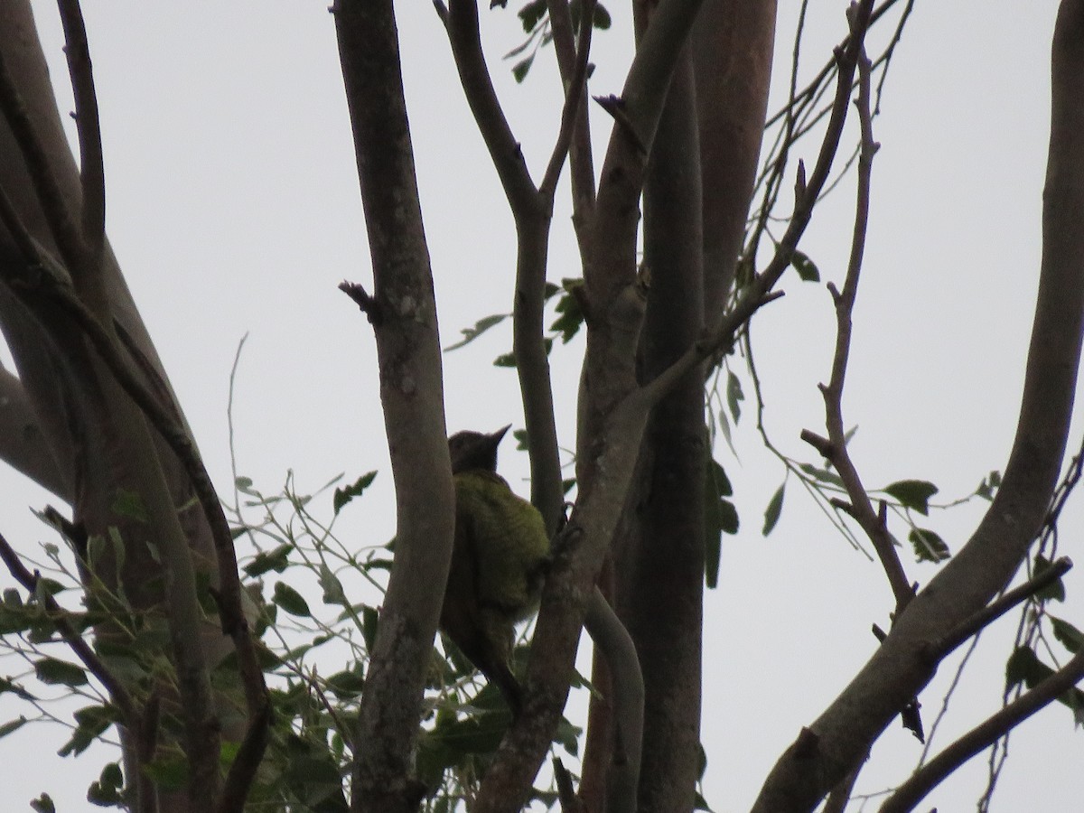 Golden-olive Woodpecker - ML211085281