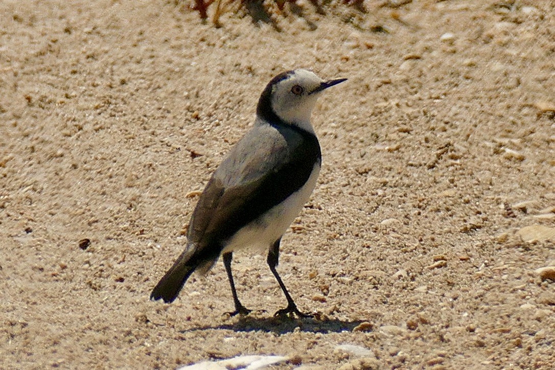 White-fronted Chat - ML211085851