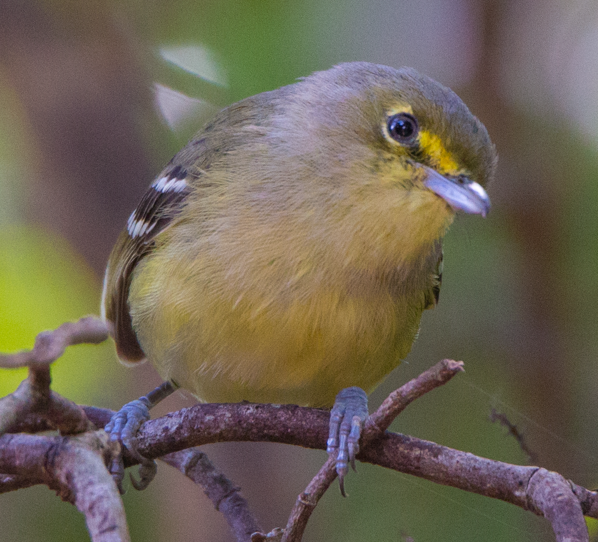 Thick-billed Vireo - ML211089101