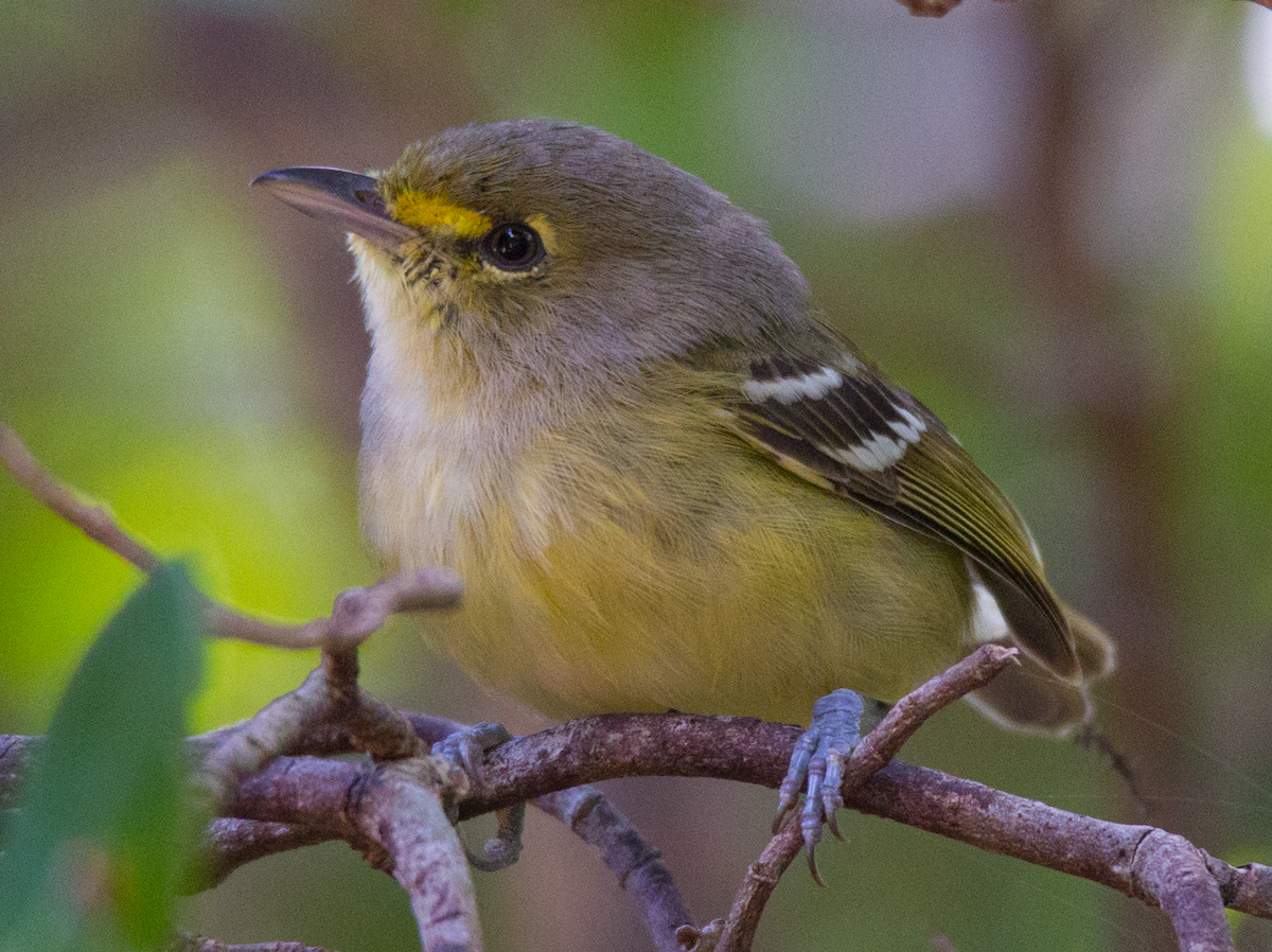 Thick-billed Vireo - ML211089111