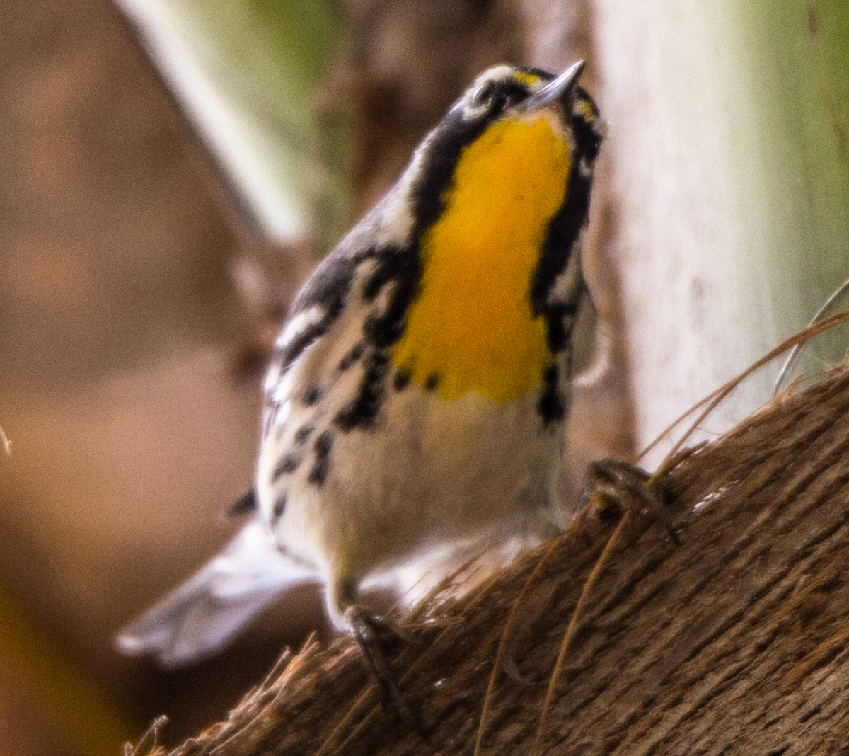 Yellow-throated Warbler - ML211089191