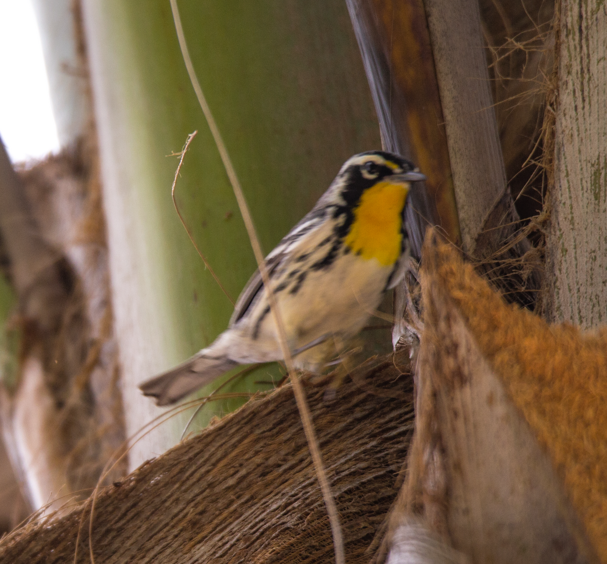 Yellow-throated Warbler - ML211089241
