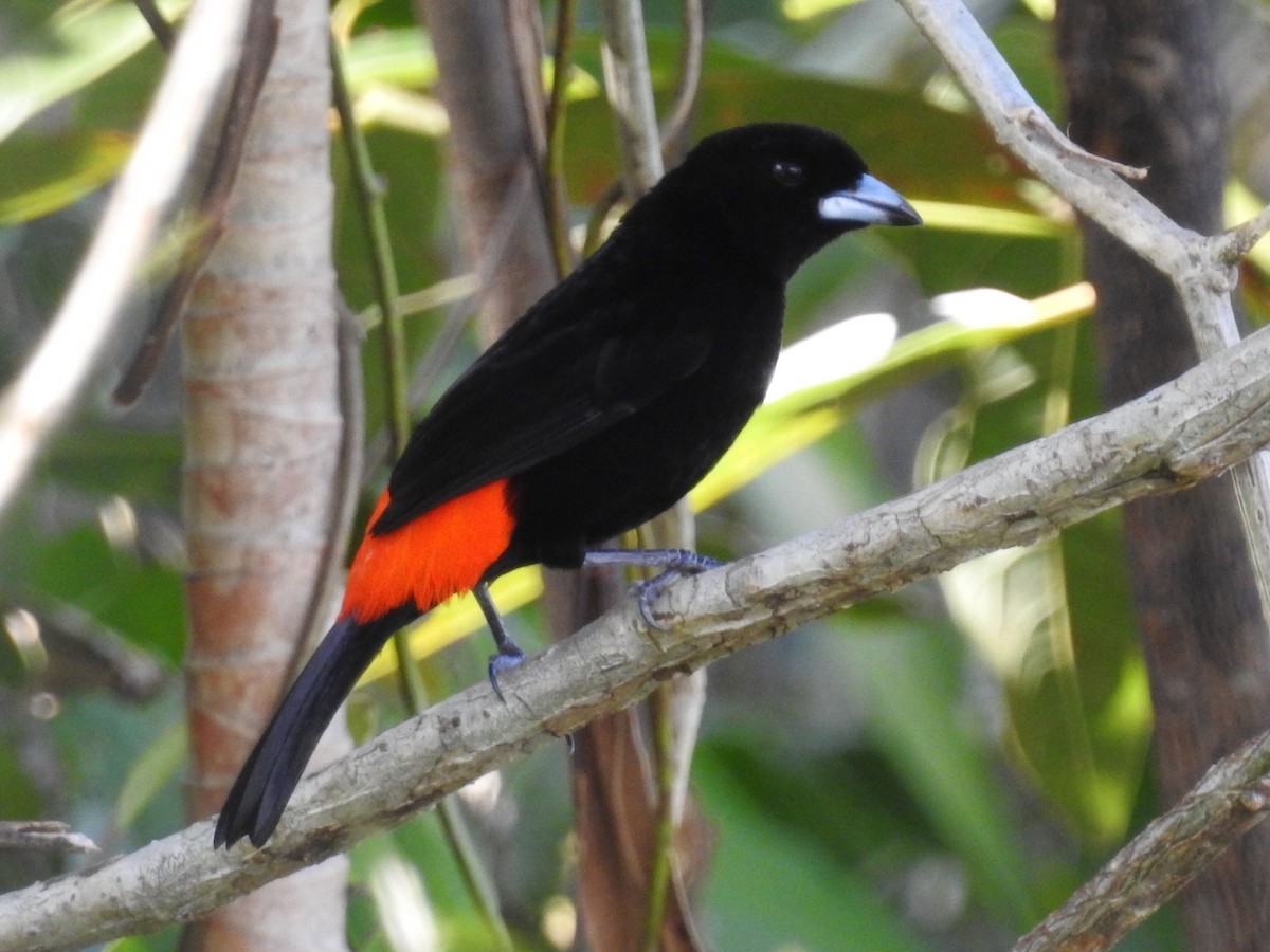 Scarlet-rumped Tanager - ML211089281