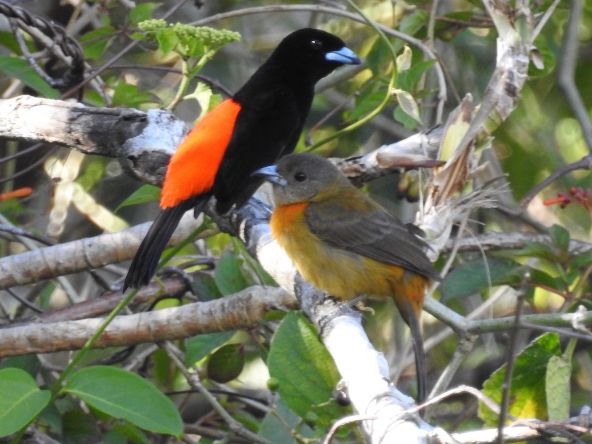 Scarlet-rumped Tanager - ML211089291