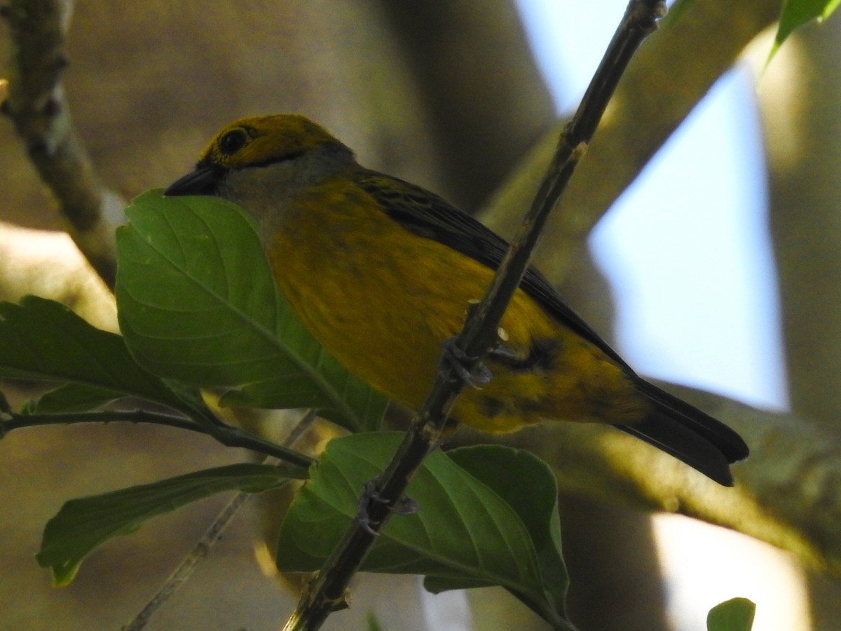 Silver-throated Tanager - ML211089401