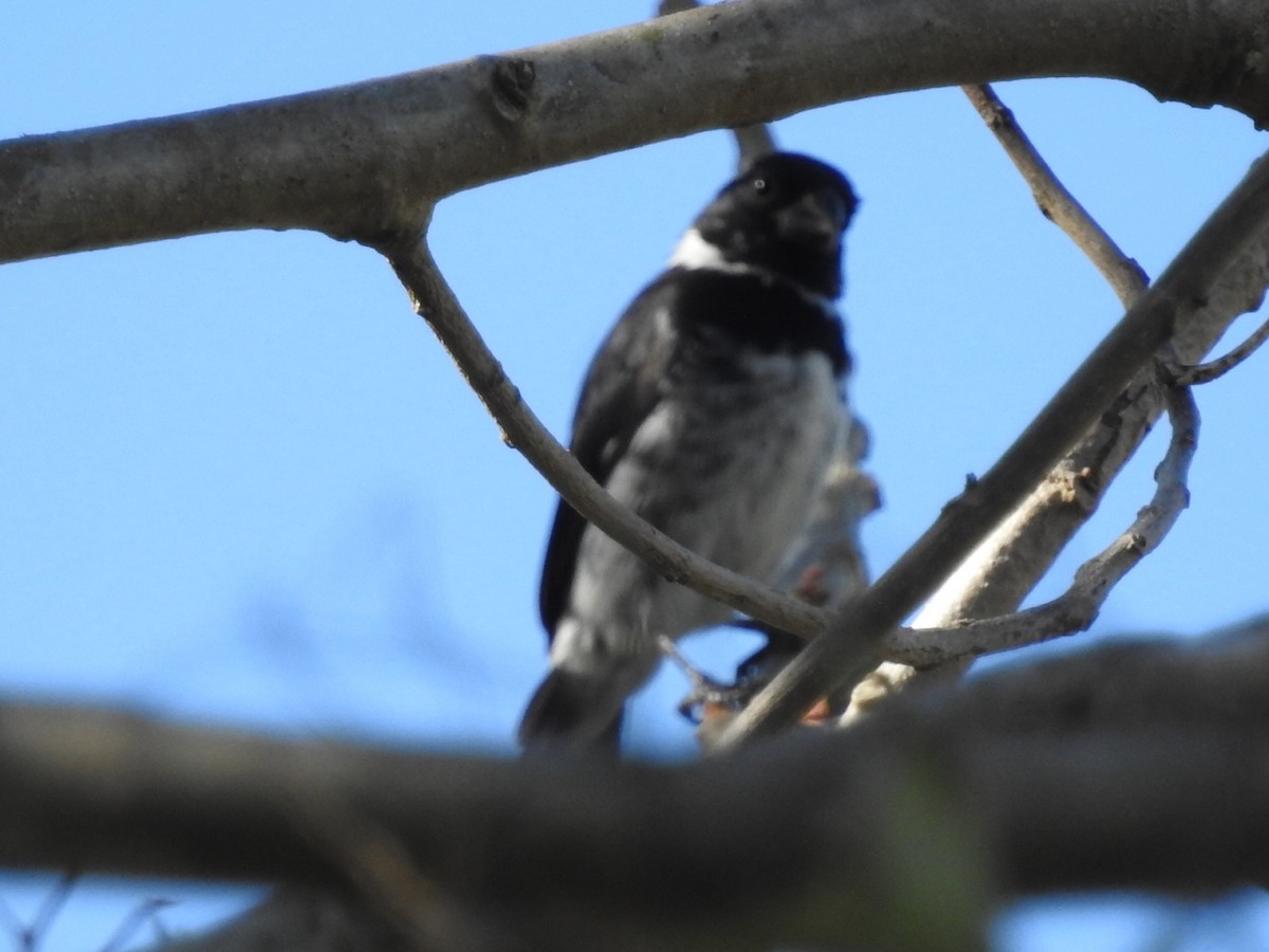 Variable Seedeater - ML211089451
