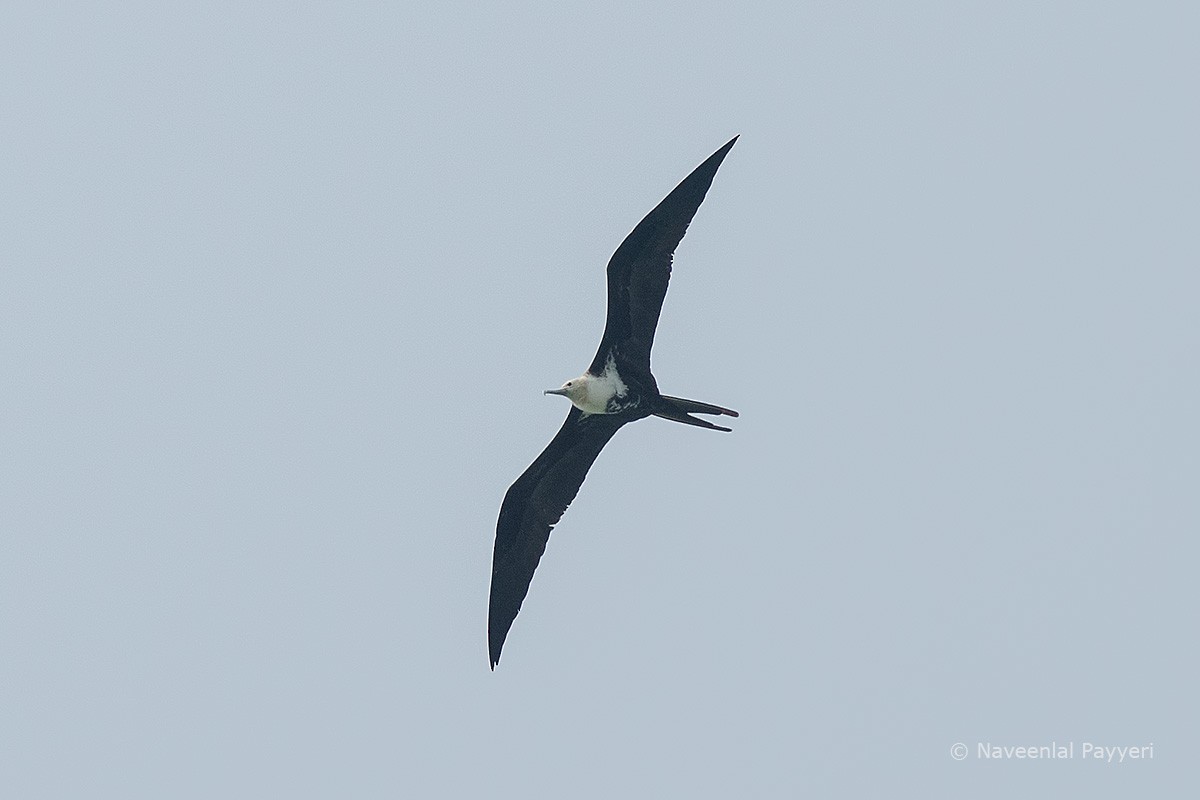 Lesser Frigatebird - Naveenlal P