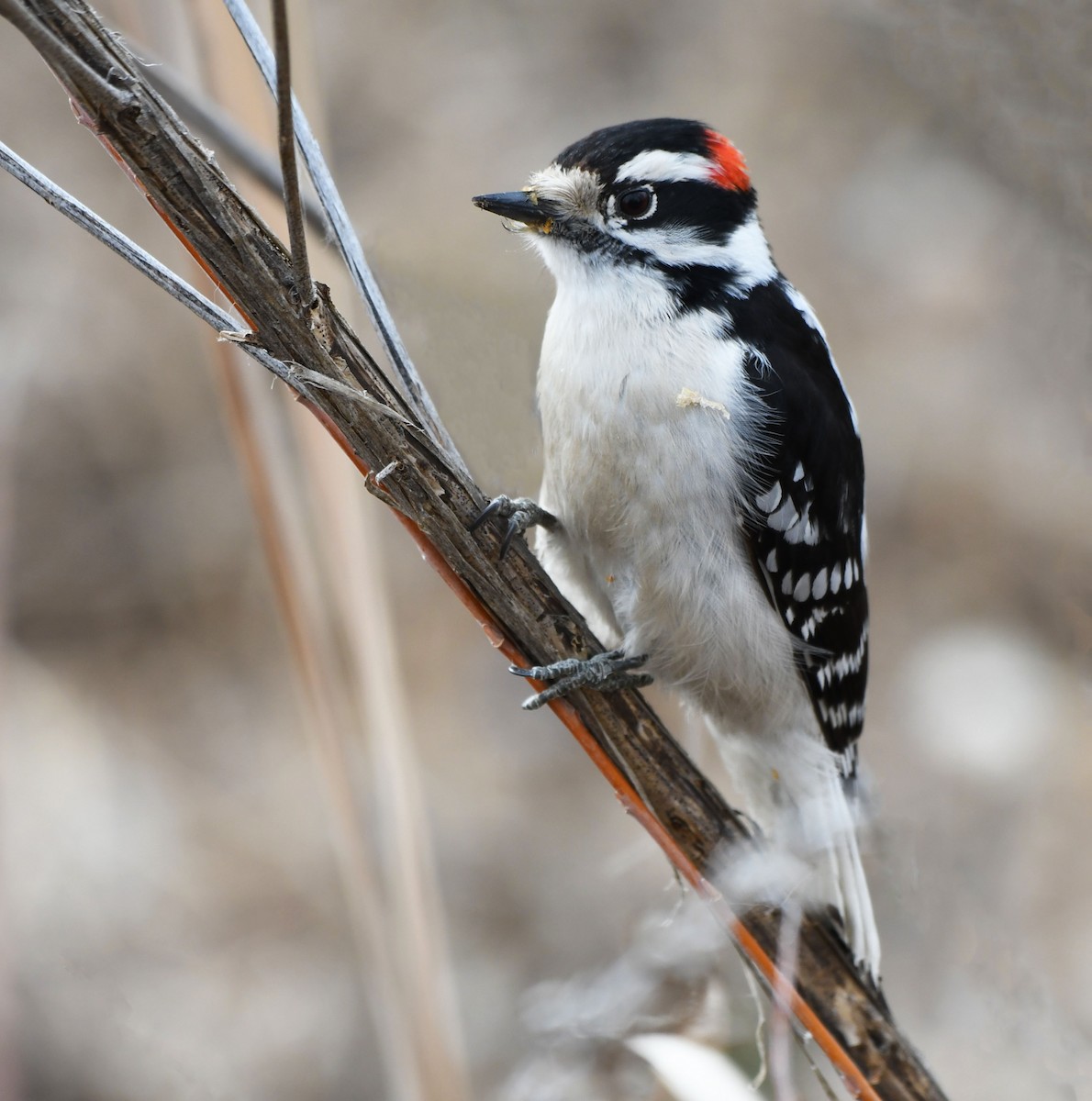 Downy Woodpecker (Eastern) - Jack  Bushong