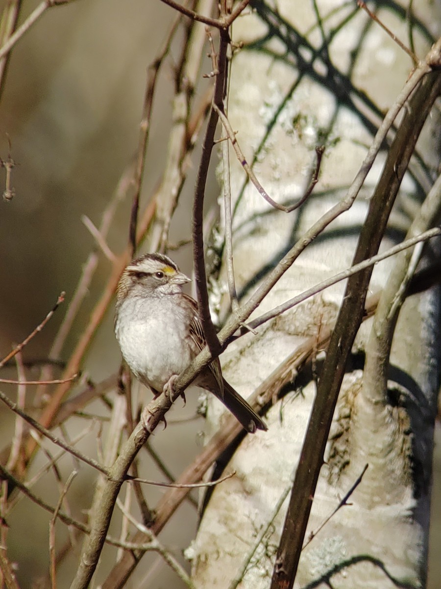 White-throated Sparrow - Matthew Krawczyk