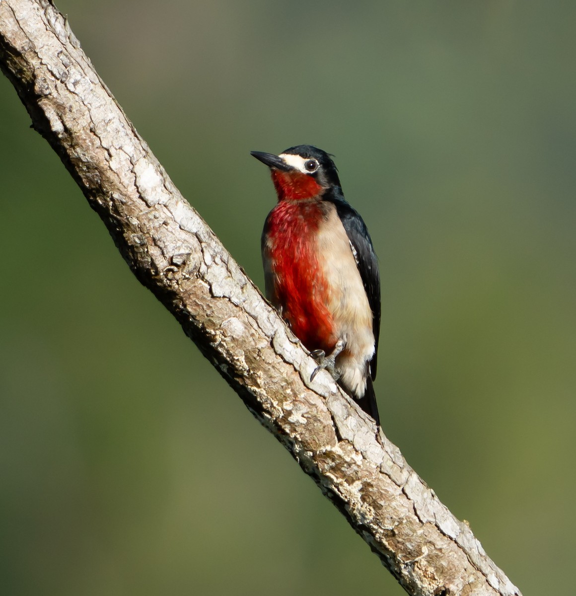 Puerto Rican Woodpecker - ML211096141