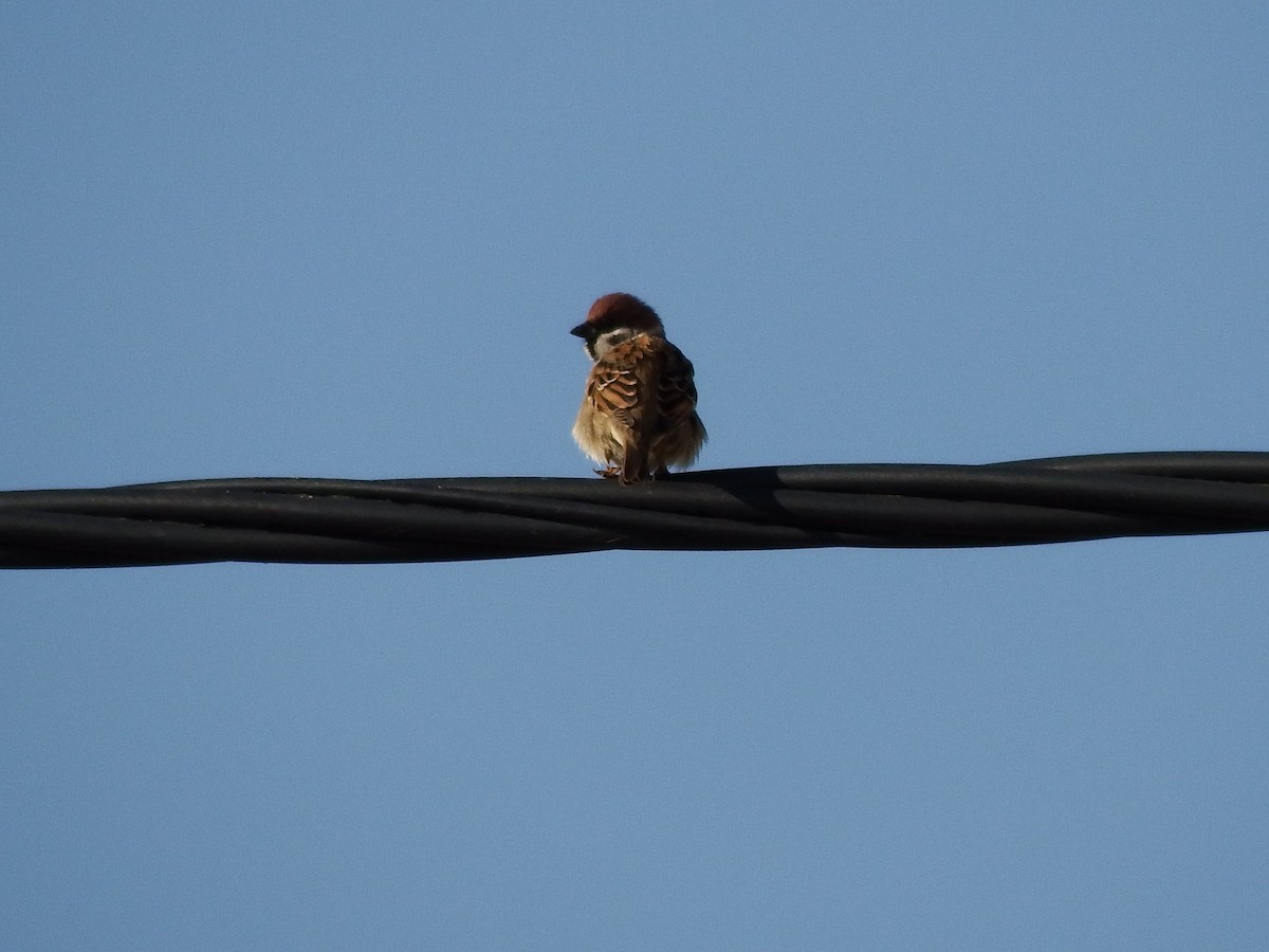 Eurasian Tree Sparrow - ML21110181
