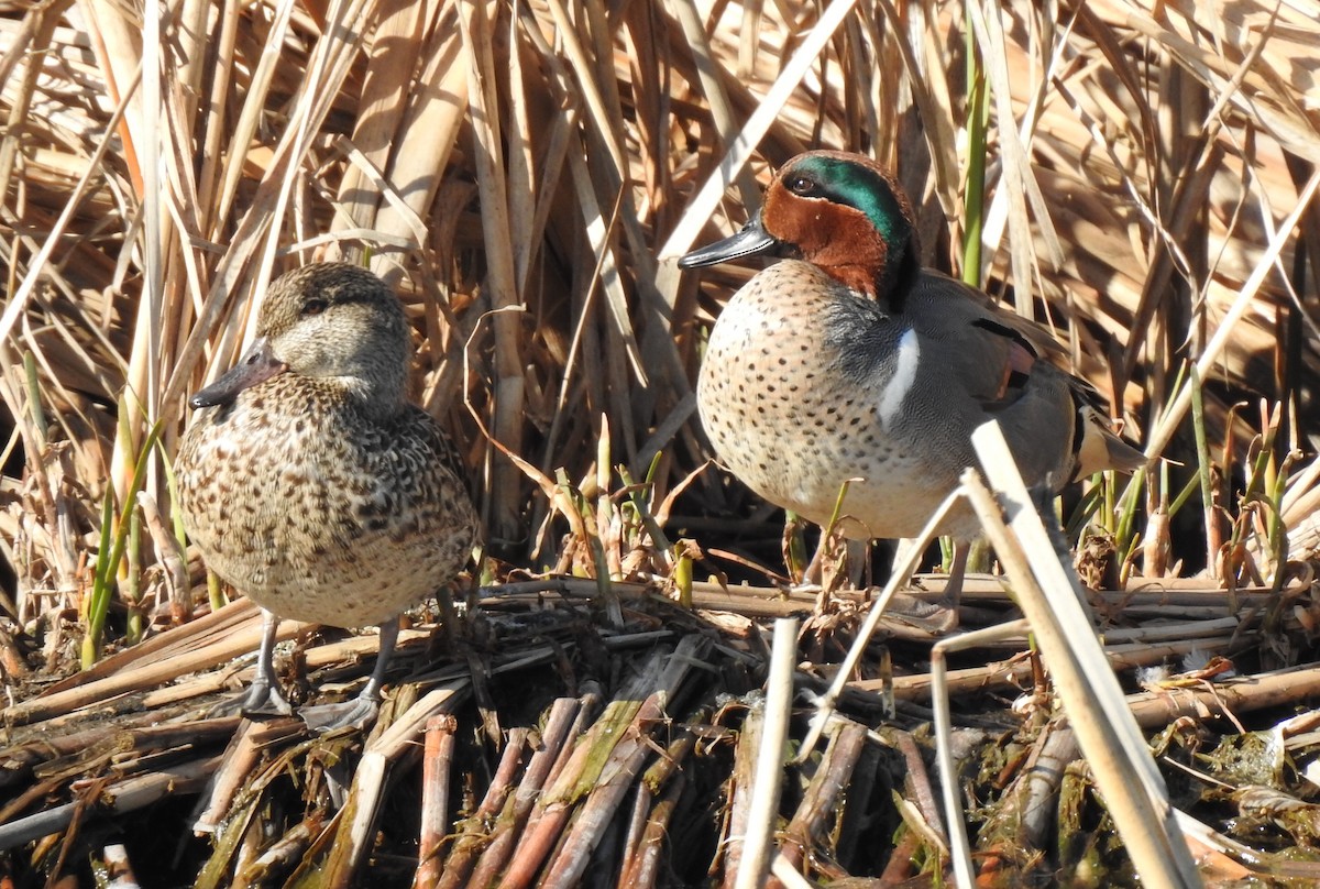 Green-winged Teal - ML211109951