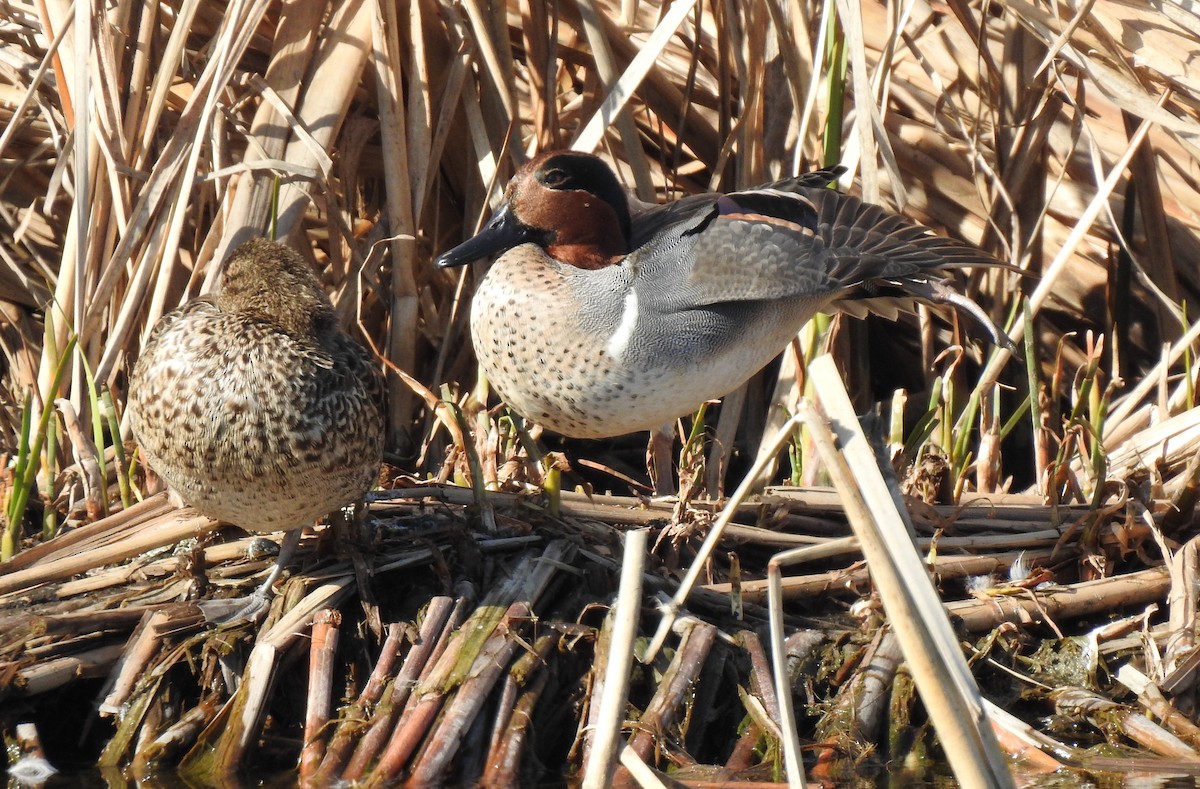 Green-winged Teal - ML211109971