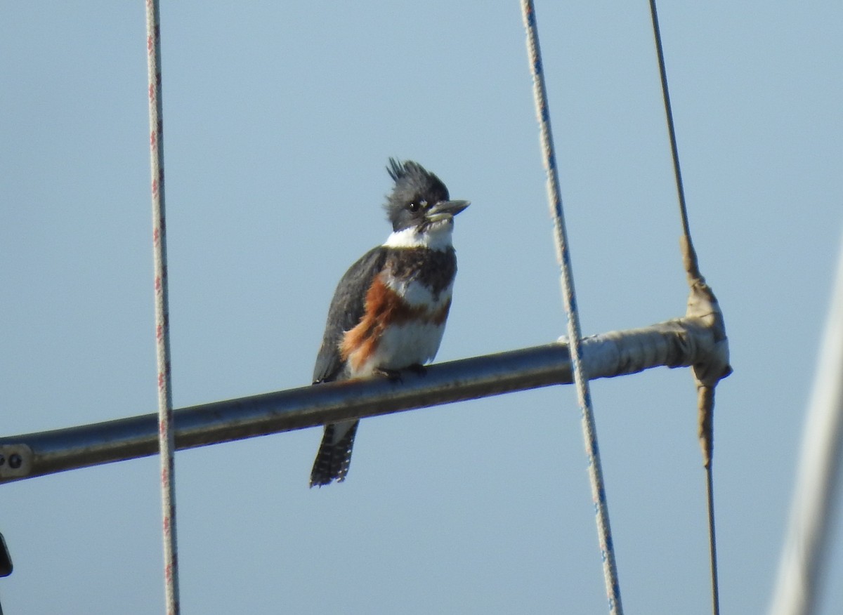 Belted Kingfisher - ML211110121