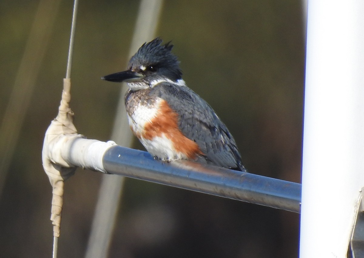 Belted Kingfisher - ML211110131