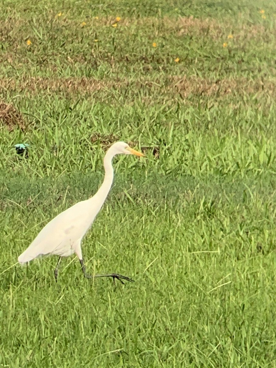 Yellow-billed Egret - Billi Krochuk
