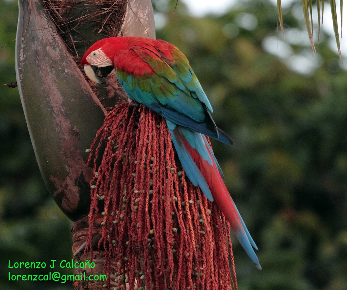 Red-and-green Macaw - ML211121521