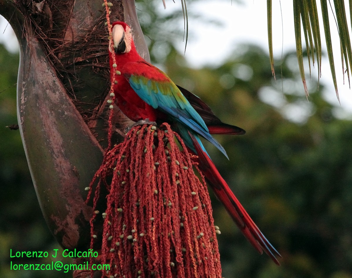 Red-and-green Macaw - ML211121531