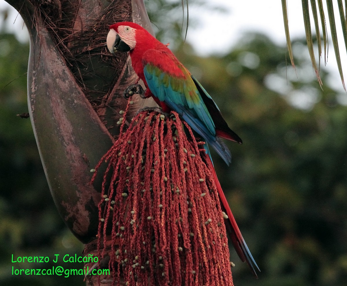 Red-and-green Macaw - ML211121541