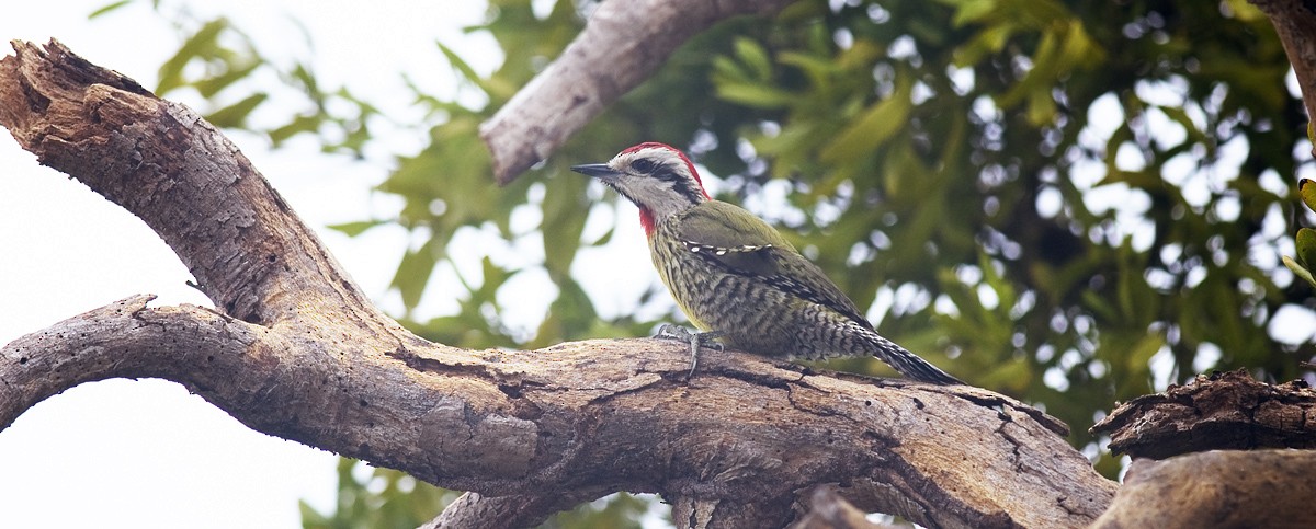 Cuban Green Woodpecker - ML21112201