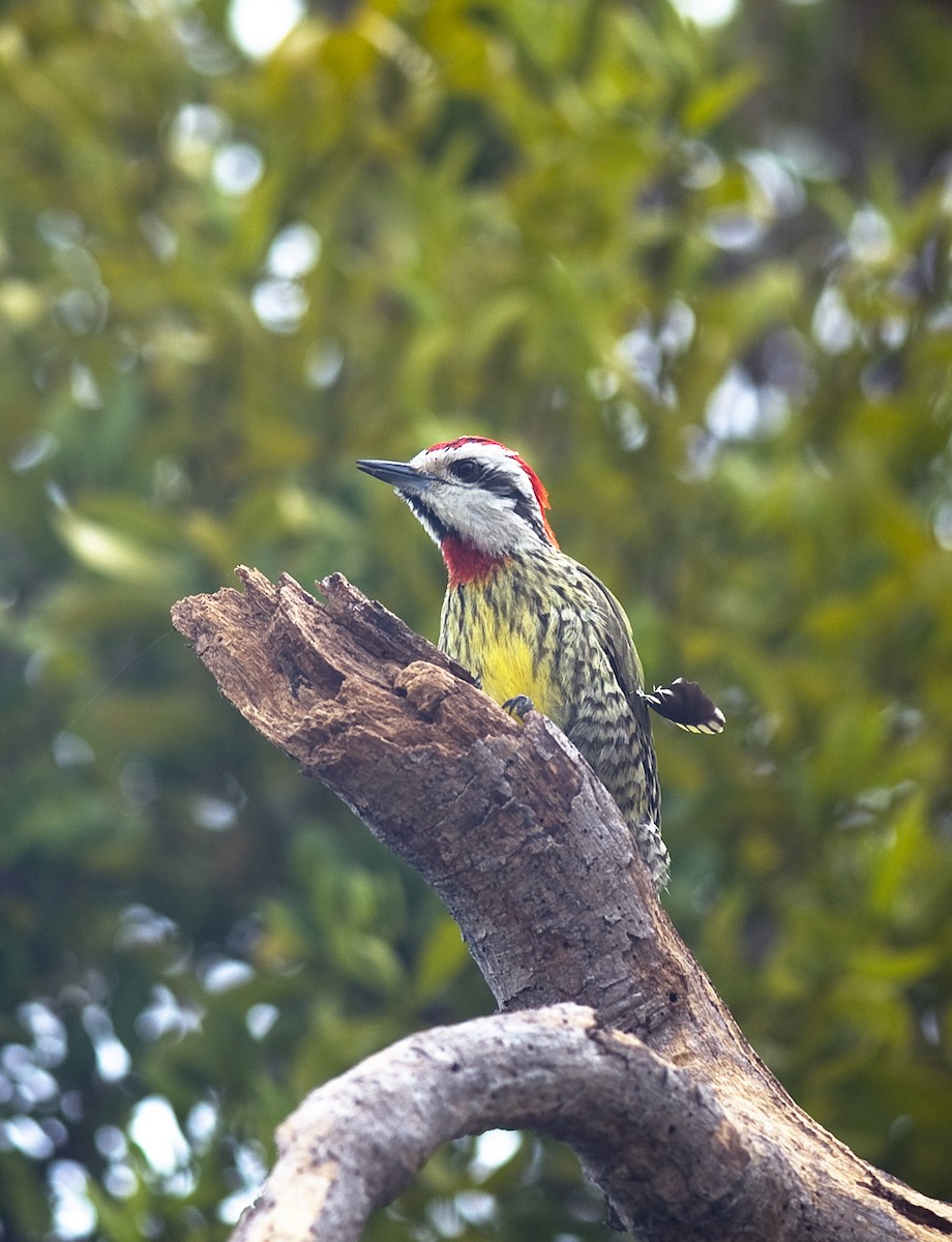 Cuban Green Woodpecker - ML21112221