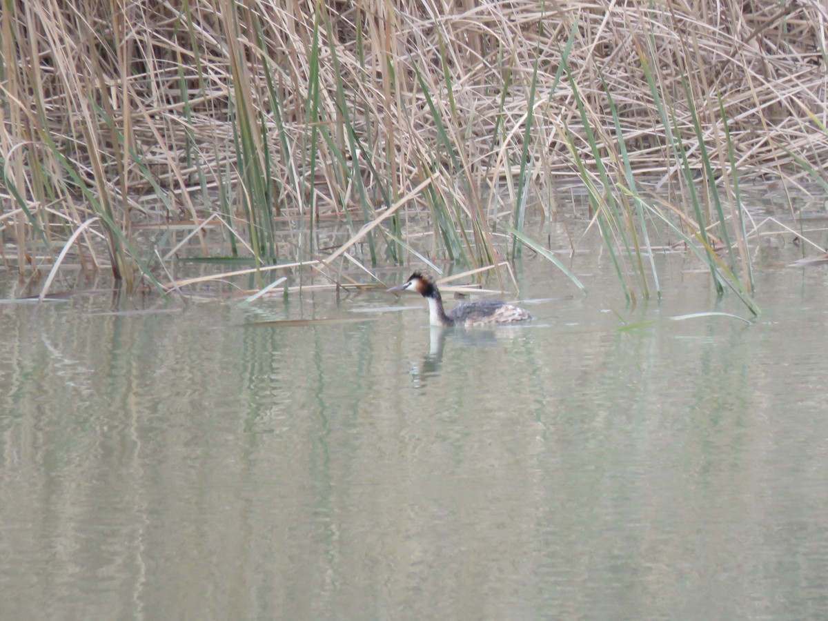Great Crested Grebe - ML211122381