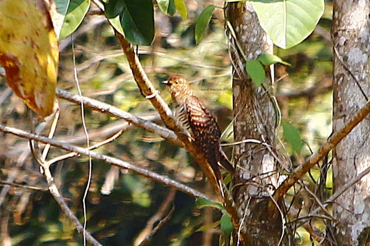 Himalayan Cuckoo - คมกฤช ว่องโชติกุล