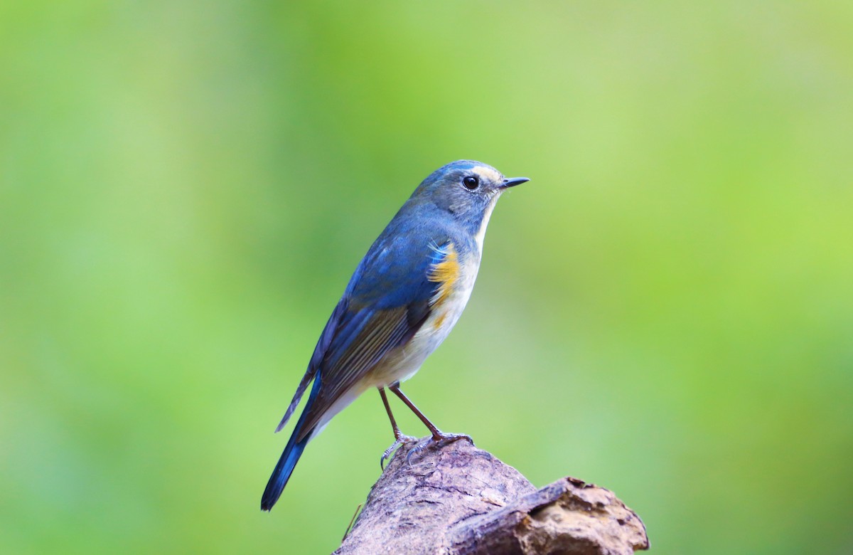 Red-flanked Bluetail - ML211123611
