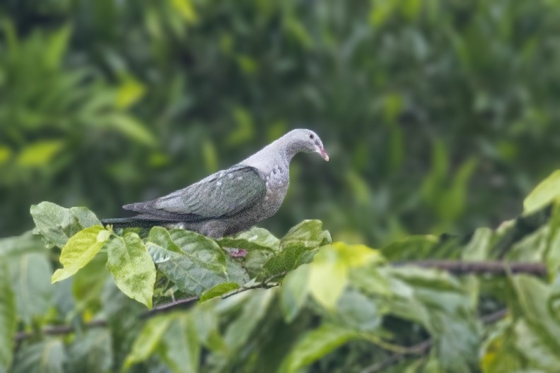 Spotted Imperial-Pigeon - ML211125011